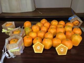 Illustration for article titled Forget Square Watermelons, Japan Now Has Pentagon-Shaped Oranges